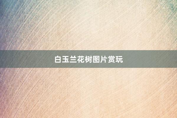 白玉兰花树图片赏玩